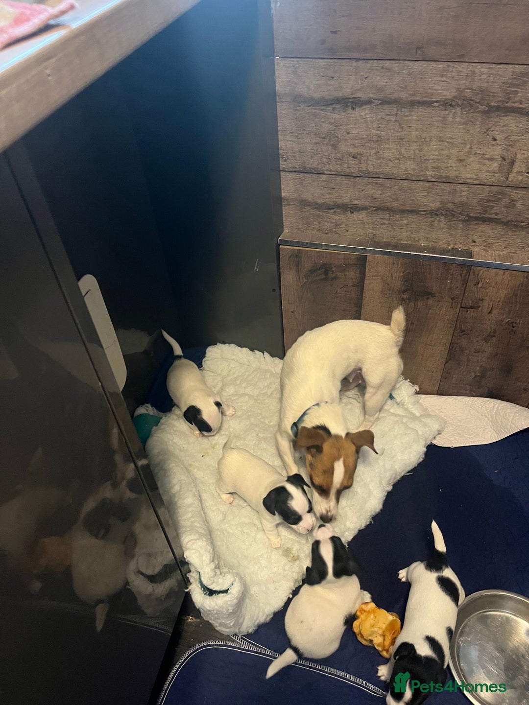 Jack Russell dogs for sale: Jack Russell  - Image 5