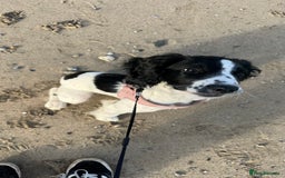 English Springer Spaniel dogs for sale: 5 month old female English springer spaniel  - Image 3