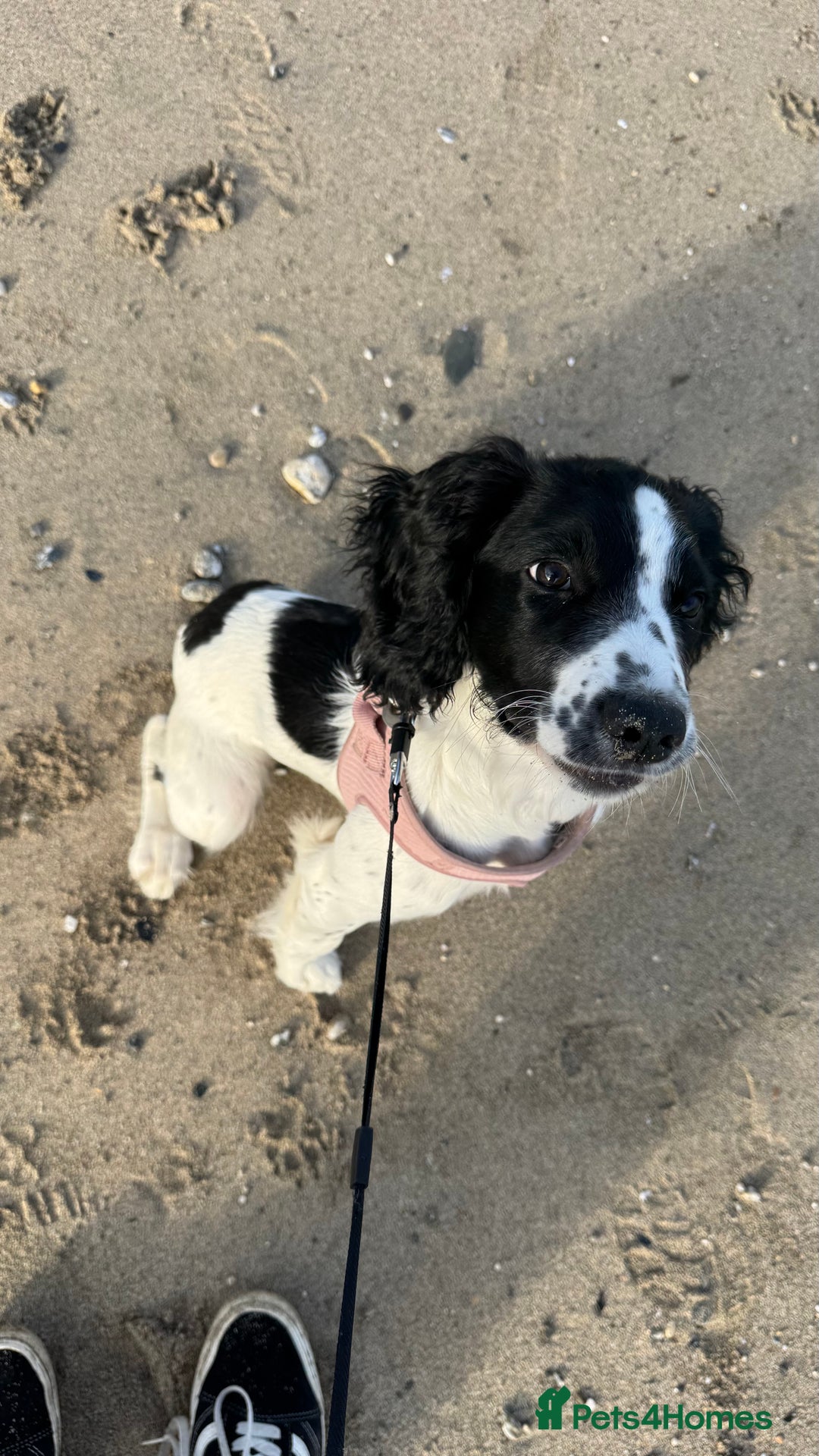 English Springer Spaniel dogs for sale: 5 month old female English springer spaniel  - Image 3