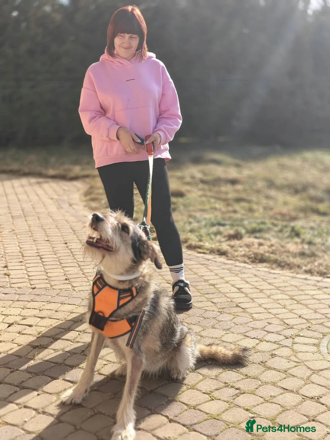 Mixed Breed dogs for adoption: ❤️Oxy❤️ 6,5 year old girl, upper-medium girl - Advert 20