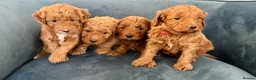 Australian Labradoodle dogs for sale: Australian Double Doodle Miniature puppies. - Advert 2