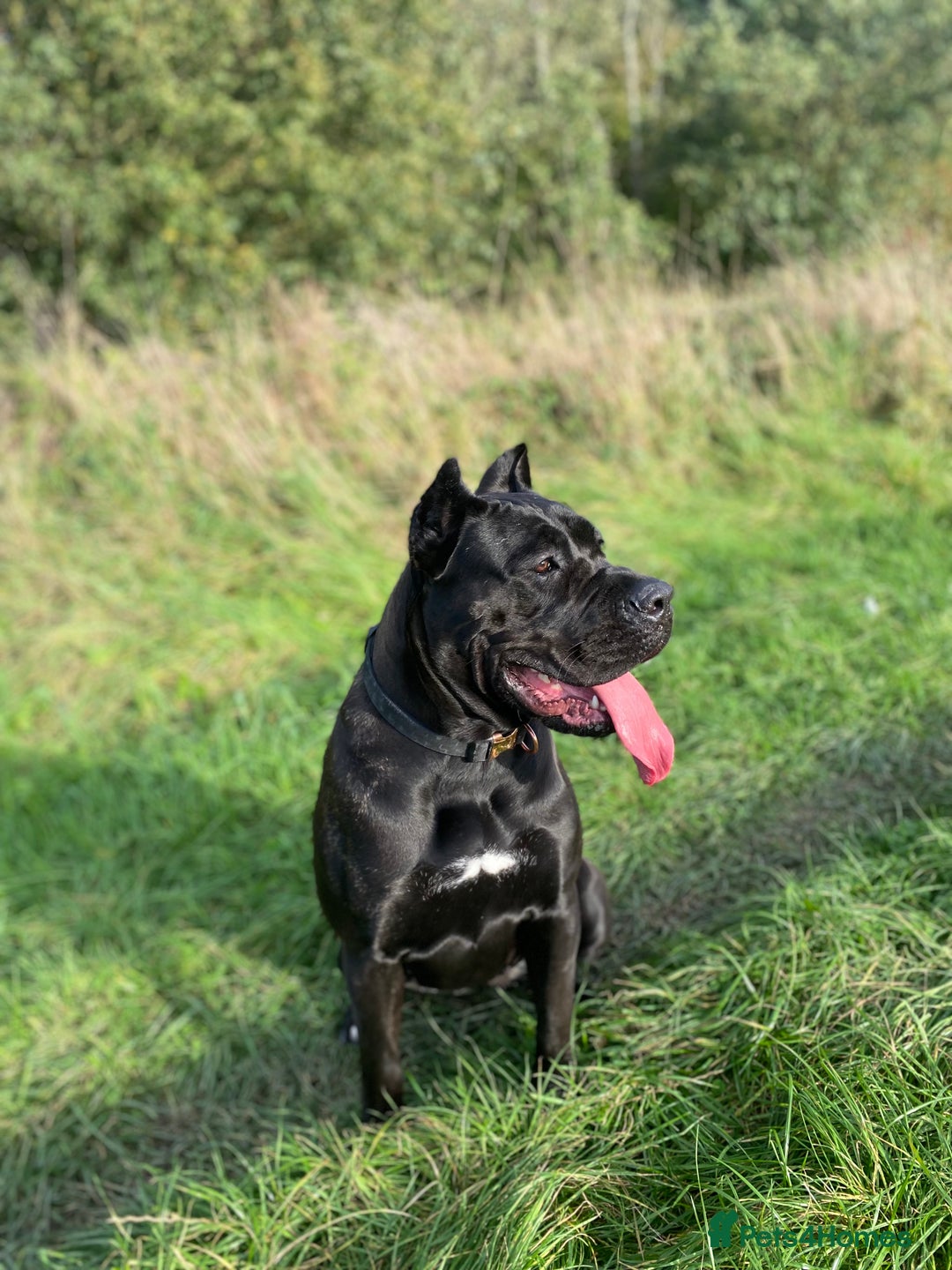Cane Corso dogs for sale: Female cane corso  - Image 3