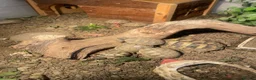 Hermann Tortoise reptiles for sale: Hermann Tortoise Babies  - Advert 6