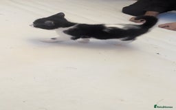 Mixed Breed cats for sale: Kittens for sale - Image 15