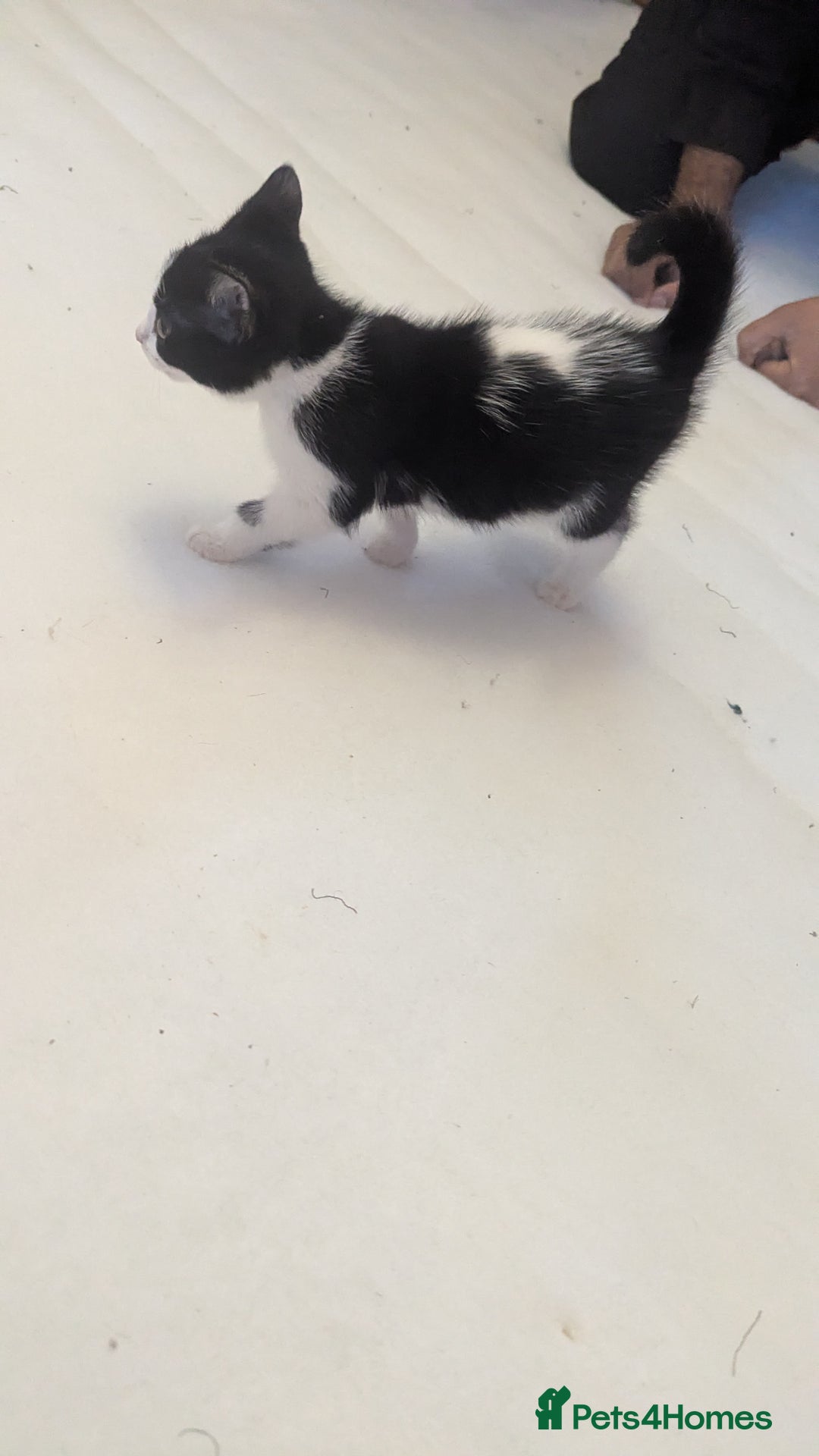 Mixed Breed cats for sale: Kittens for sale - Image 15