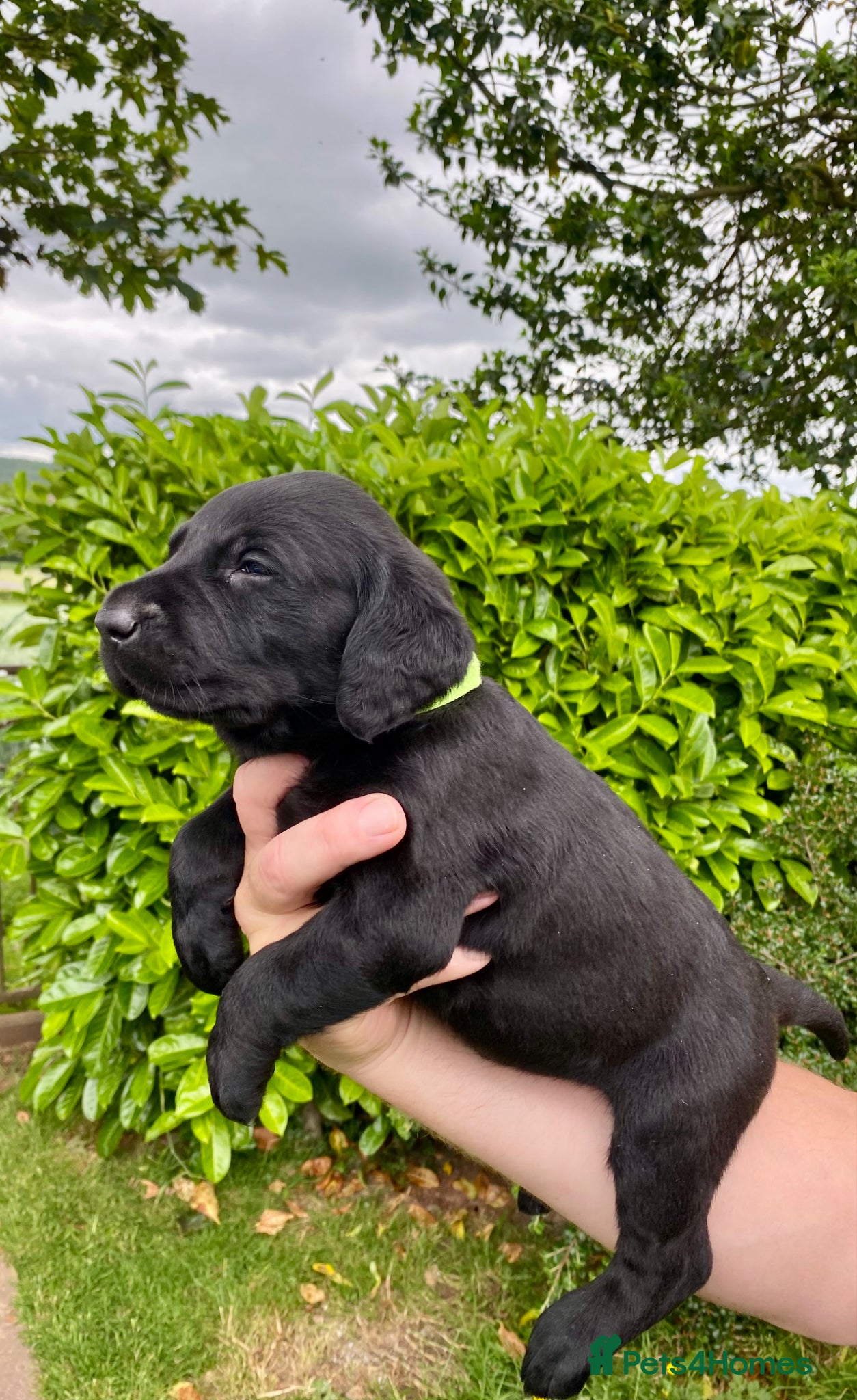 Labrador Retriever dogs KC Registered Labrador Retriever puppies  - Advert 2