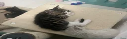 Maine Coon cats for sale: Gorgeous lil bundles of joy! - Advert 3