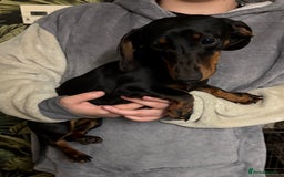 Dachshund dogs for sale: Dachshund Girl  - Advert 4