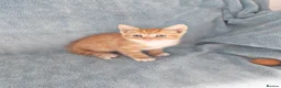 Mixed Breed cats for sale: GINGER BOYS VIDEOS - Advert 8