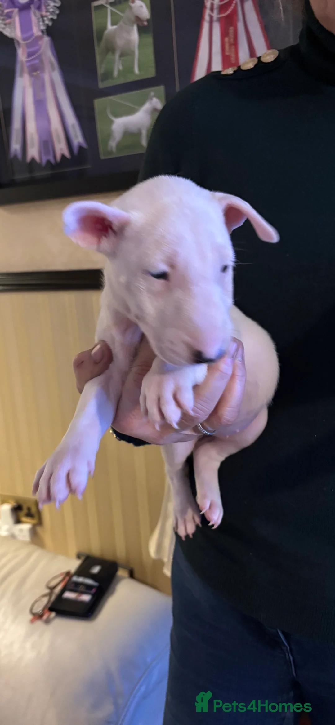 Bull Terrier dogs for sale: 🇬🇧🇬🇧BULLYVIEW BULL TERRIERS🇬🇧🇬🇧 - Advert 4