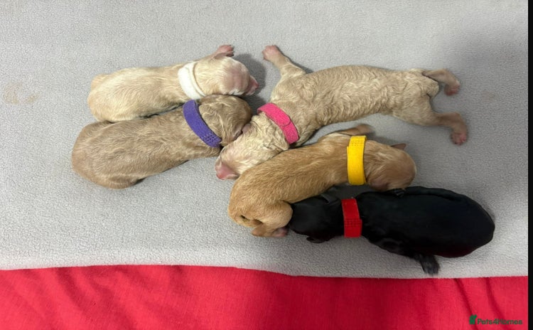 Cavapoochon dogs - Advert 2