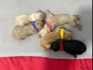 Cavapoochon dogs - Advert 8