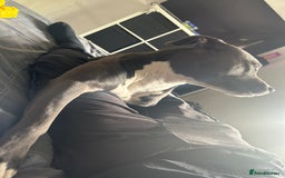 Staffordshire Bull Terrier dogs for sale: Blue  - Image 9