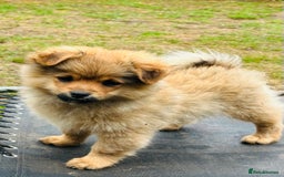 Pomeranian dogs for sale: Lovely Pomeranian puppies  in Sudbury - Image 4