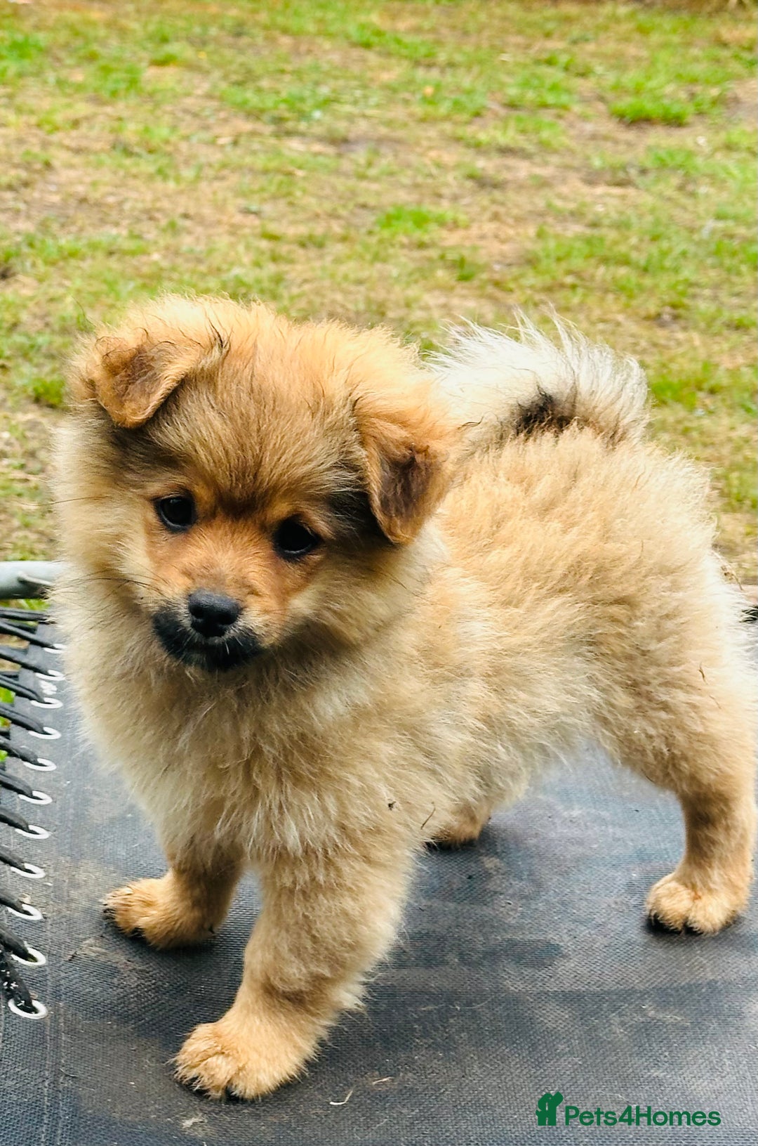 Pomeranian dogs for sale: Lovely Pomeranian puppies  in Sudbury - Image 4