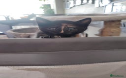 British Shorthair cats for sale: Adorable kittens  in Great Missenden - Image 22
