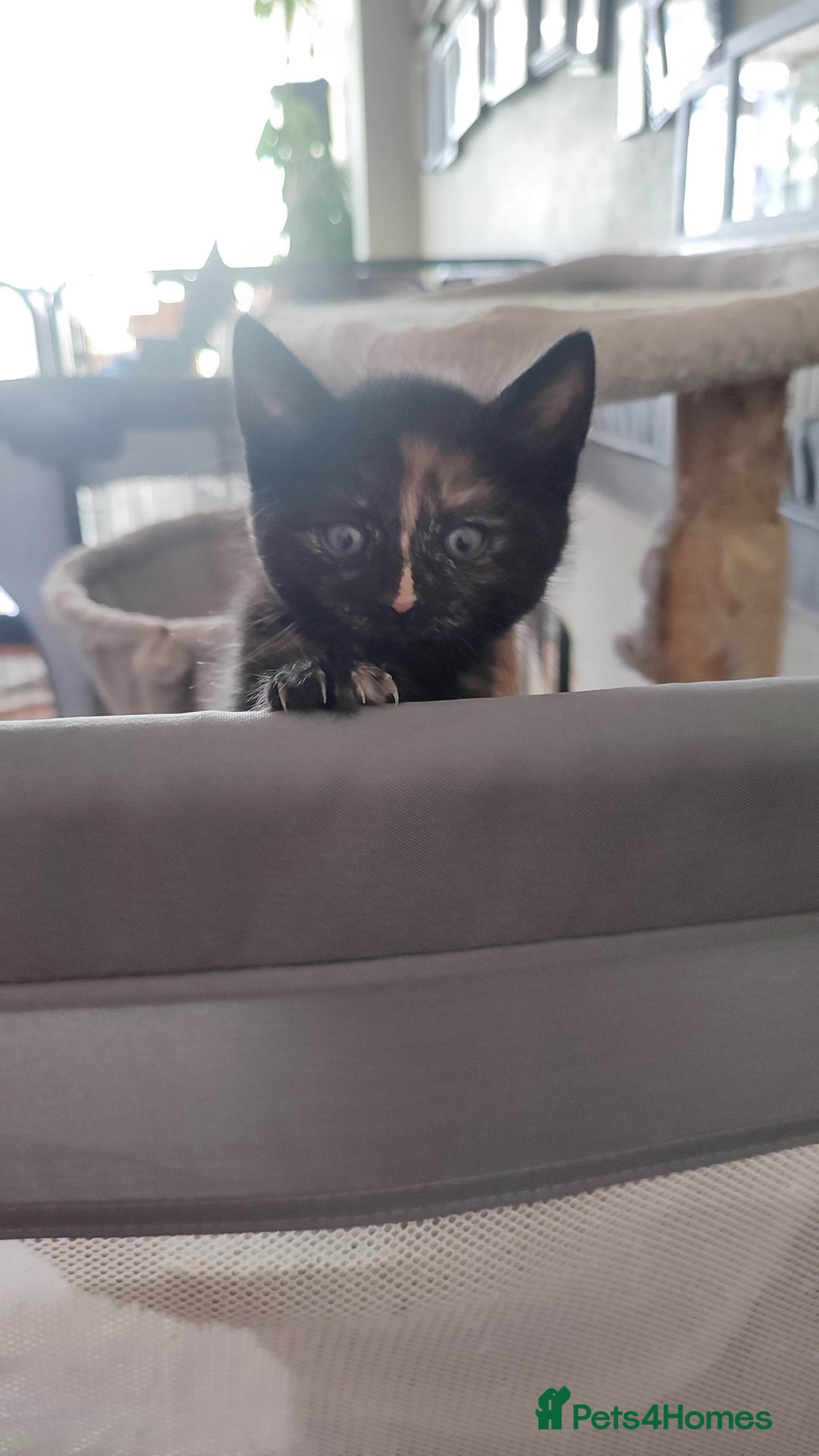 British Shorthair cats for sale: Adorable kittens  in Great Missenden - Image 22