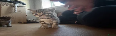 Bengal Kitten 2