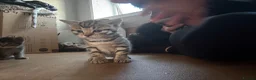 Bengal cats for sale: Bengal X kittens - Advert 24