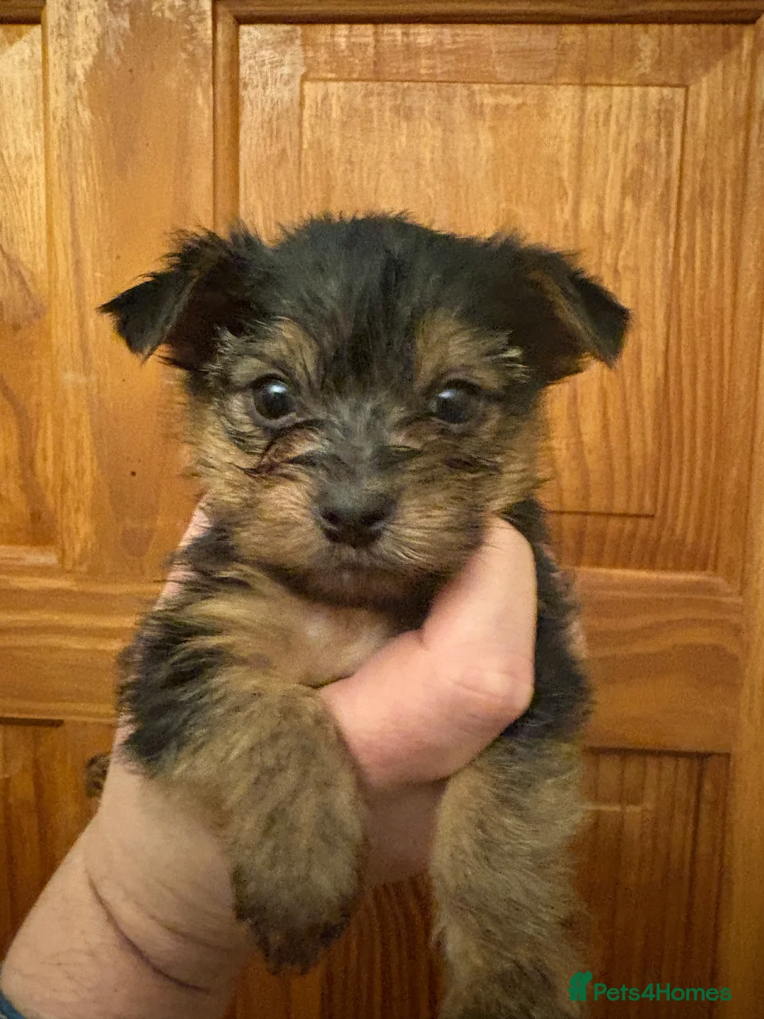 Shorkie dogs for sale: Shorkie puppies  - Advert 11