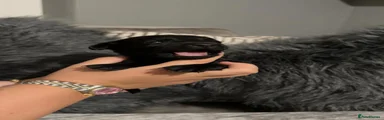 Cockerdor Puppy 2