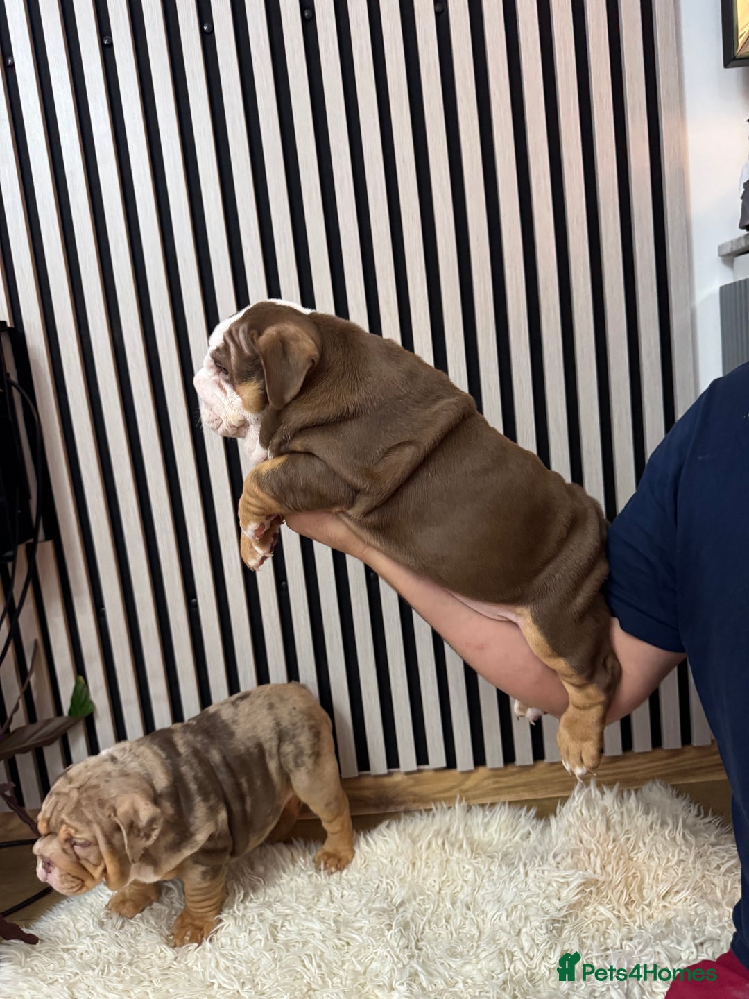 English Bulldog dogs for sale: Our girls looking for a warm sofa and full love ❤️ - Advert 14