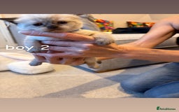 Ragdoll cats for sale: 4 beautiful pure ragdoll kittens  - Image 8