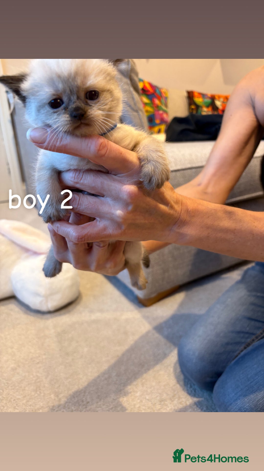 Ragdoll cats for sale: 4 beautiful pure ragdoll kittens  - Image 8