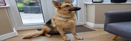 German Shepherd dogs for sale: Top quality kc reg pup - Advert 4