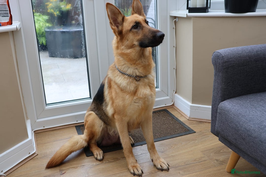 German Shepherd dogs for sale: Top quality kc reg pup - Advert 4