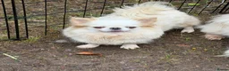 Chihuahua dogs for sale: Kc white/cream long hair female chihuahua  - Advert 4