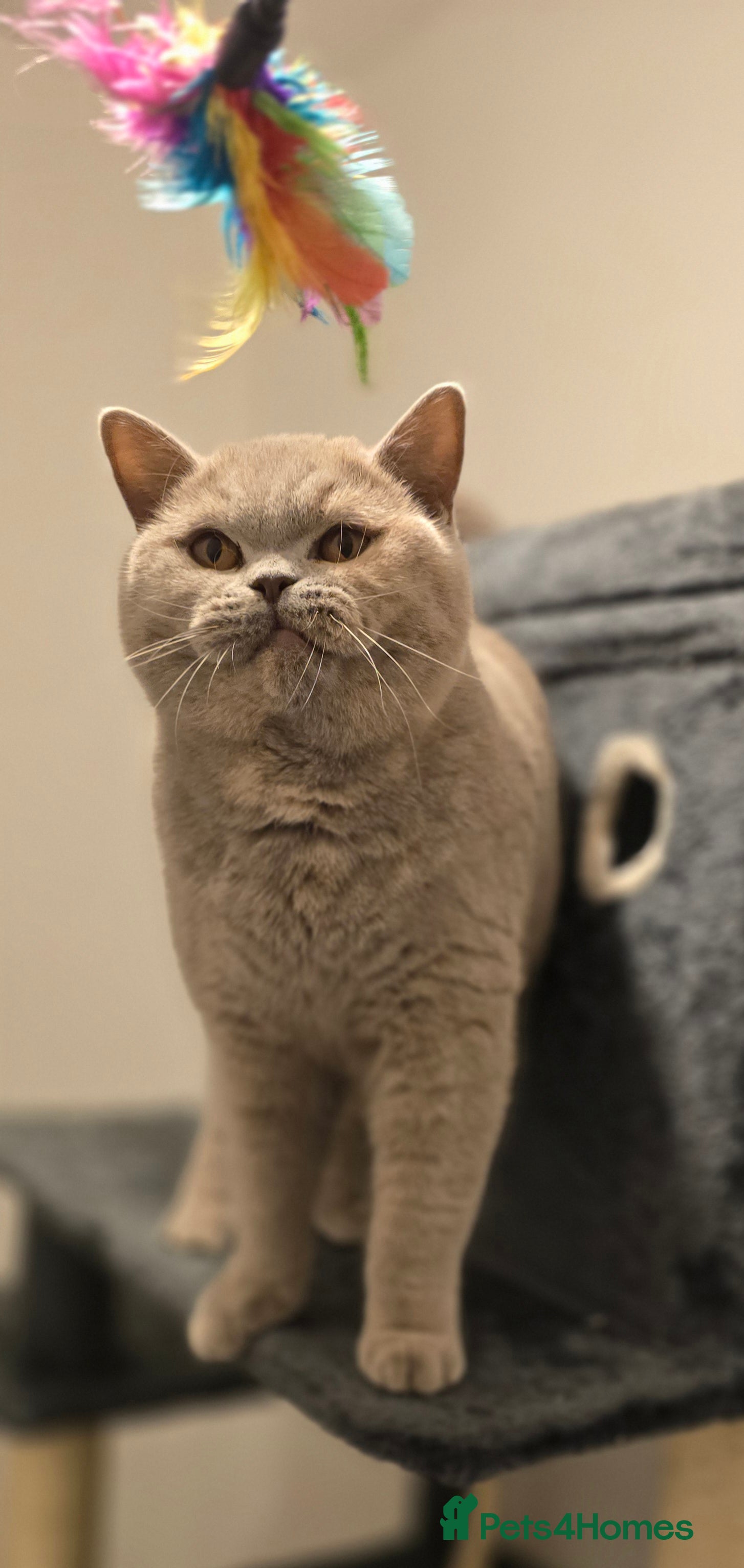 British Shorthair cats  ACTIVE BSH LILAC TORTIE GCCF&TICA REGISTERED  - Advert 18