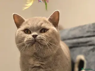 British Shorthair cats ACTIVE BSH LILAC TORTIE GCCF&TICA REGISTERED - Advert 18