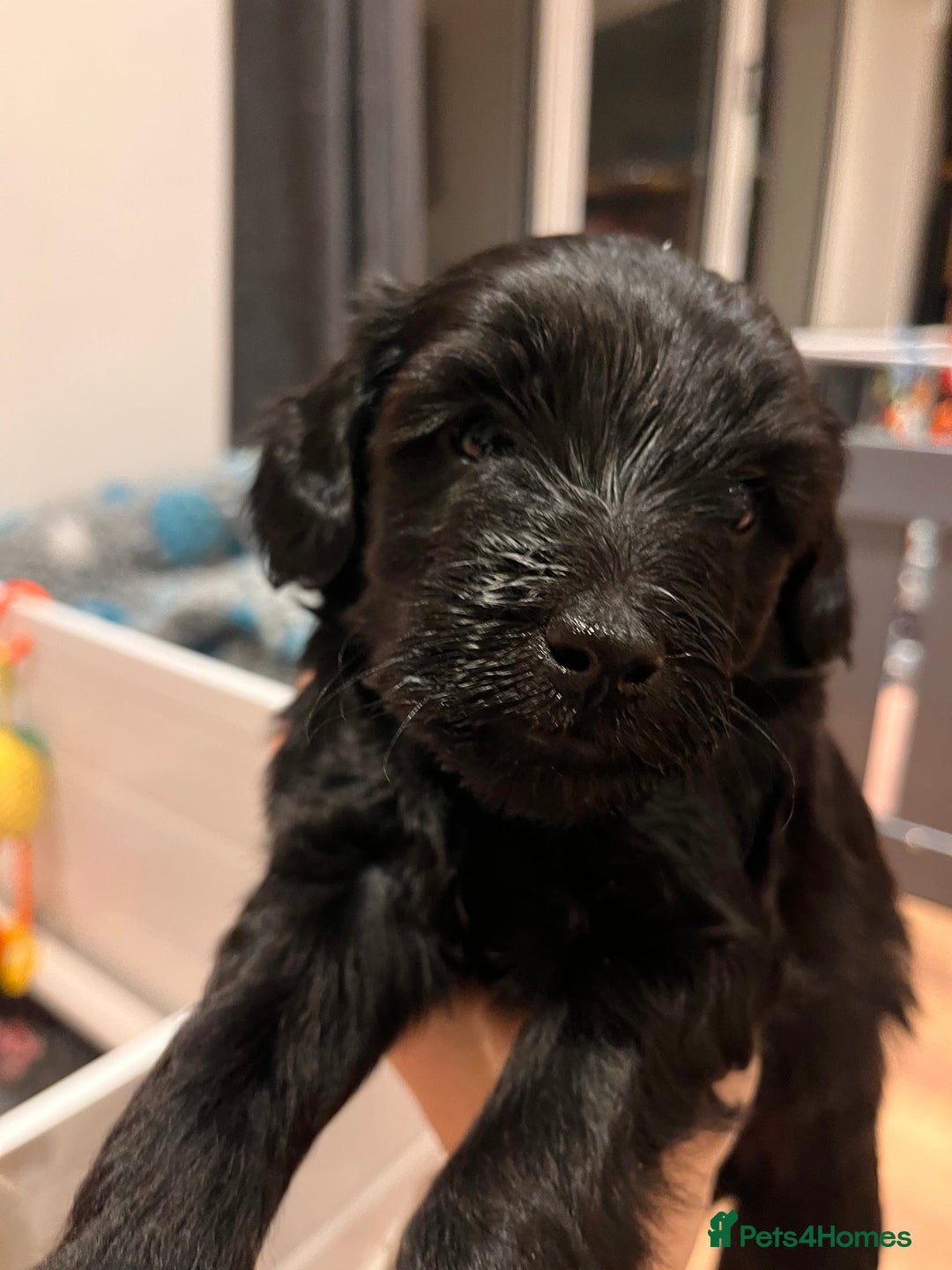 Australian Labradoodle dogs for sale: Home raised, DNA tested, Australian Labradoodles - Advert 23