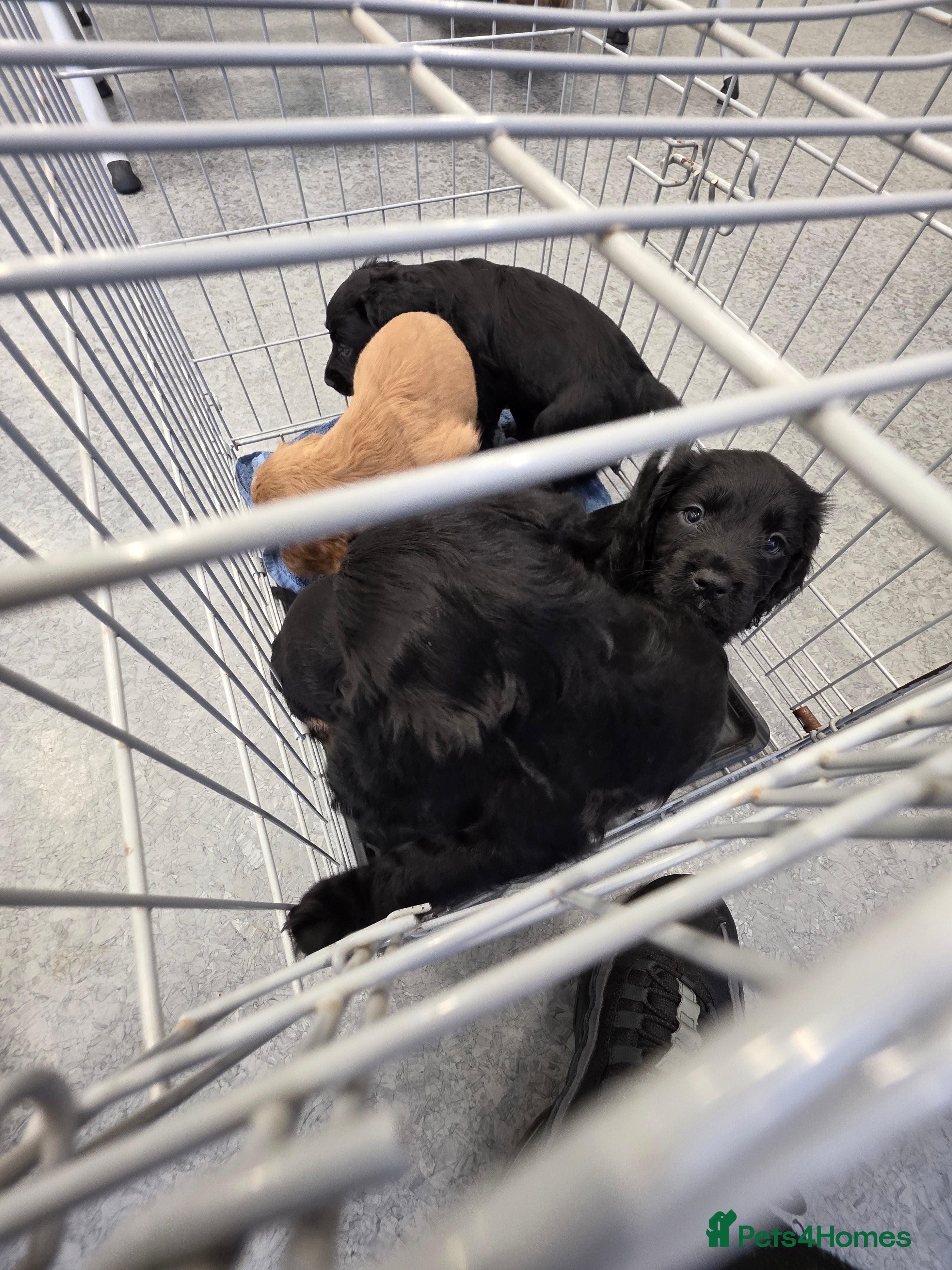 Cocker Spaniel dogs Cocker spaniel puppies - Advert 1