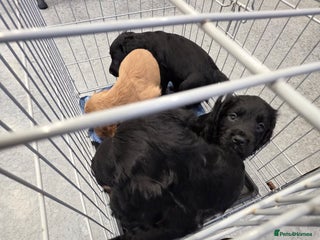 Cocker Spaniel dogs Cocker spaniel puppies - Advert 8