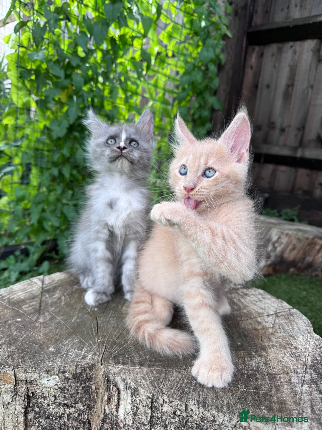Maine Coon cats for sale: 🌟🌟Beautiful Maine Coon kittens 🌟🌟 - Image 25