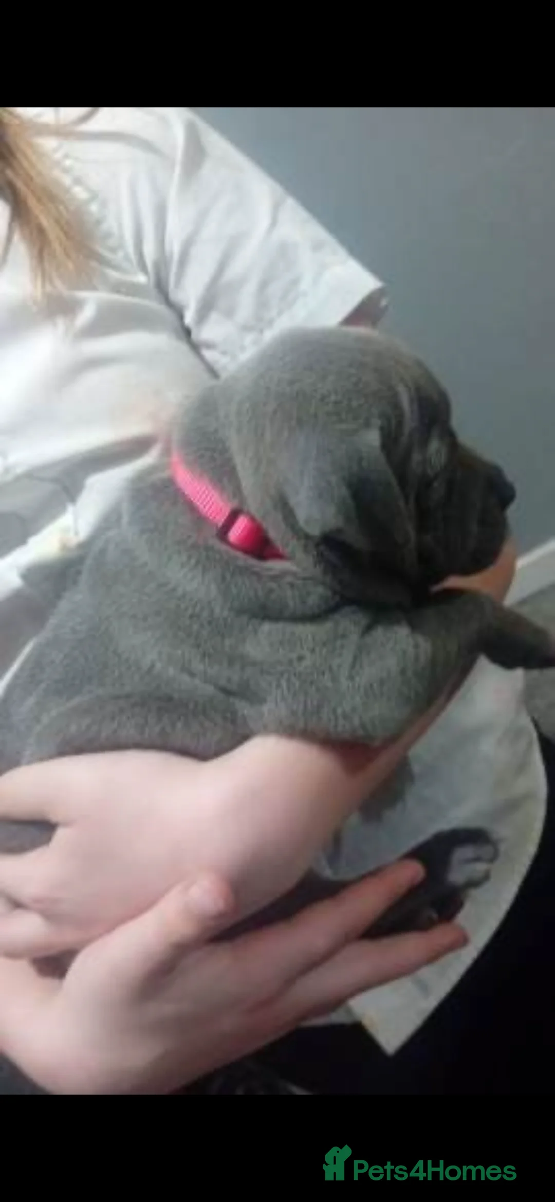 Staffordshire Bull Terrier dogs for sale: Stunning 100% Outstanding Staffy Puppies  - Advert 34