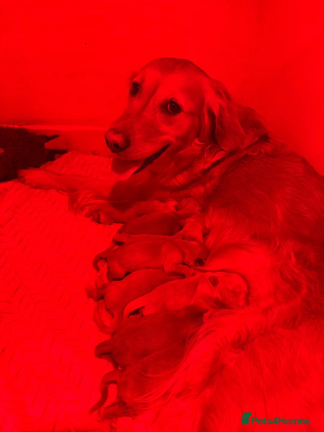 Golden Retriever dogs for sale: Golden Retriever Puppies - Advert 3