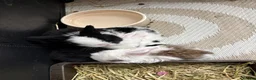 Mini Lop rabbits for sale: Baby purebred mini lops - Advert 18