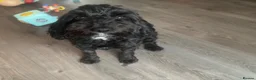 Cockapoo dogs for sale: Beautiful F1b Cockapoo puppies  in Manchester - Advert 1