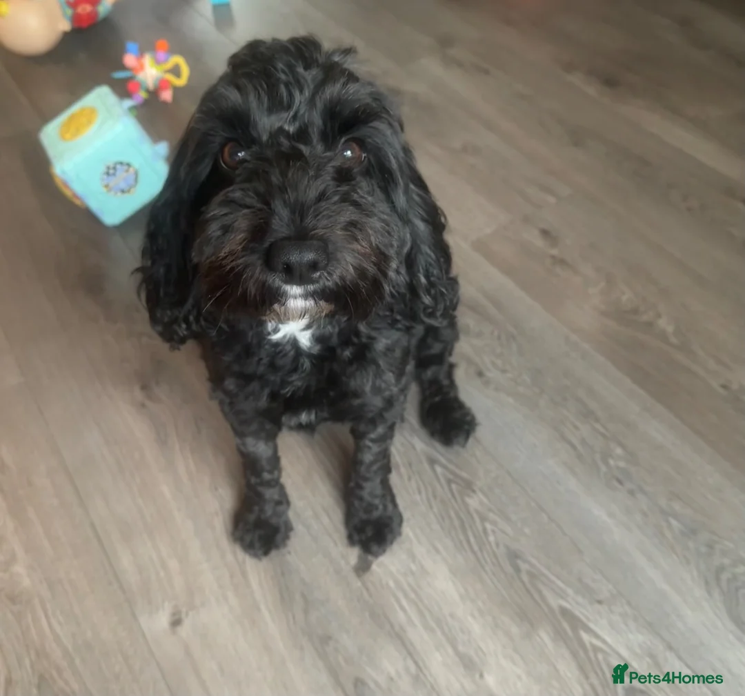 Cockapoo dogs for sale: Beautiful F1b Cockapoo puppies  in Manchester - Advert 1