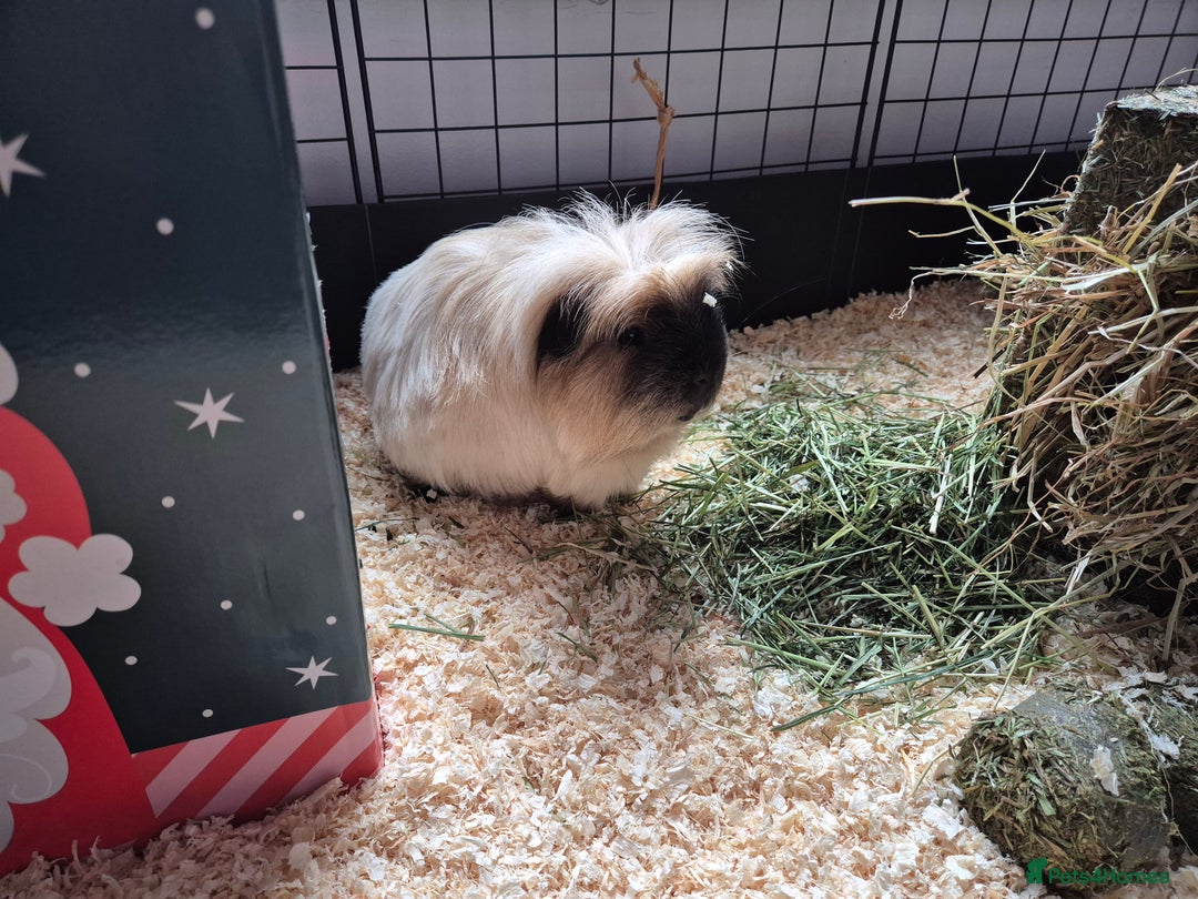 Guinea Pig rodents for sale: 2 gorgeous male guinea pigs - Advert 2