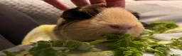 Guinea Pig rodents for sale: 2 Guinea pigs with hutch  - Advert 2