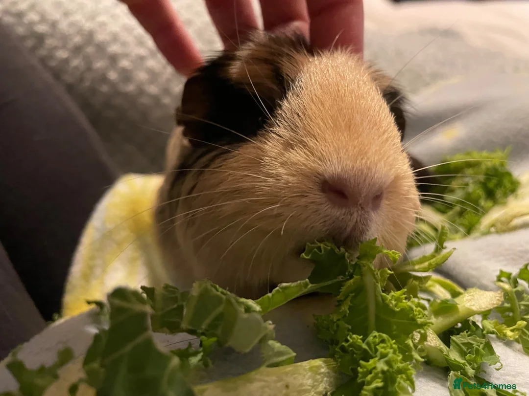 Guinea Pig rodents for sale: 2 Guinea pigs with hutch  - Advert 2
