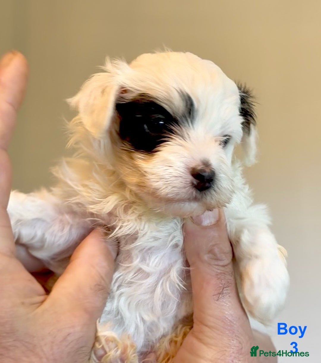 Maltipoo dogs for sale: Exquisitely Adorable Toy Maltipoo Puppies  - Image 14
