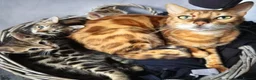 Mixed Breed cats for sale: Beautiful Bengal × British Shorthair Kittens - Advert 2