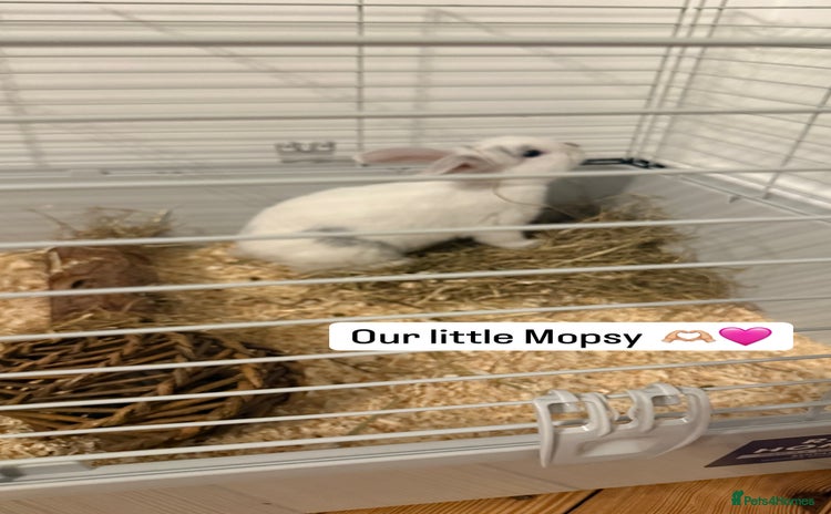 Mini Lop rabbits - Advert 1