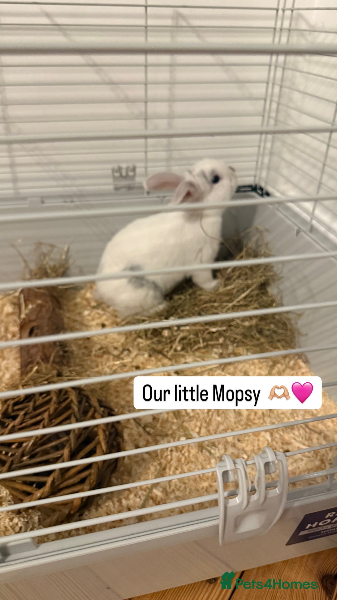 Mini Lop rabbits for sale: White Mini Lop - Image 1