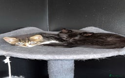 Domestic Shorthair cats for sale: 2 male kittens for sale.  - Image 2